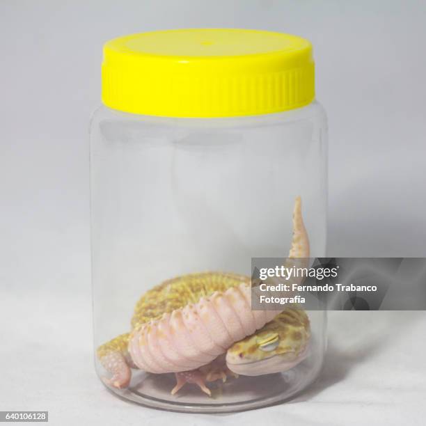 lizard locked in a plastic boat (claustrophobia) - suffocate plastic stock pictures, royalty-free photos & images