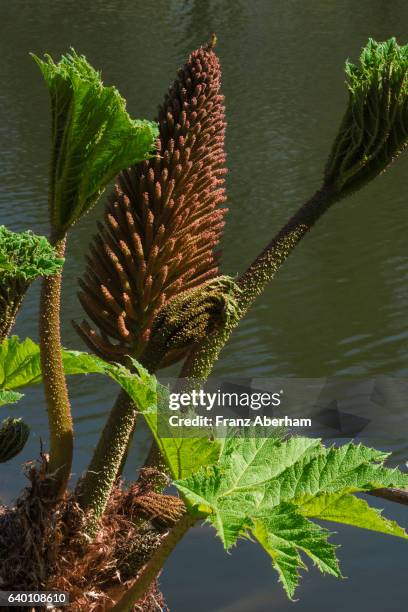 gunnera with seed-colb in center and new leafs, ireland - gunnera plant fotografías e imágenes de stock