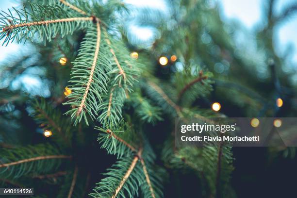 christmas tree background - árvore de folhas perenes imagens e fotografias de stock