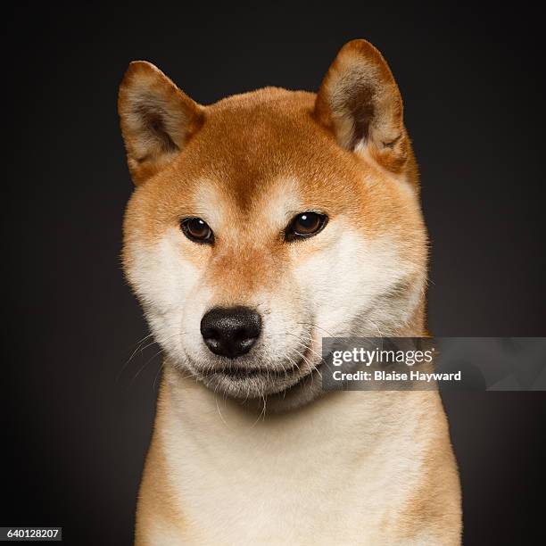 dog - akita inu stock pictures, royalty-free photos & images