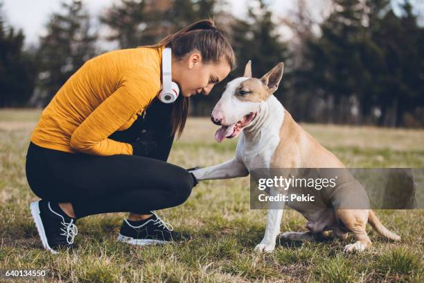 live a healthy life together - bull terrier stock pictures, royalty-free photos & images