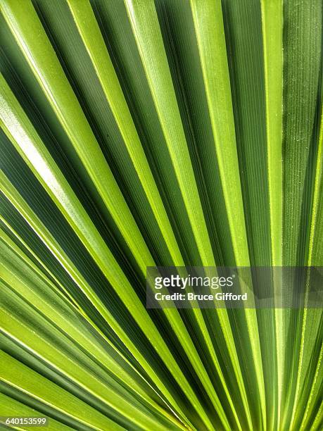 interesting textures - fan palm tree stock-fotos und bilder