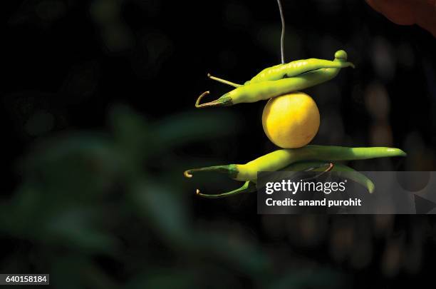 hanging lemon & chillies for good luck, india - lemon chili dangle bildbanksfoton och bilder