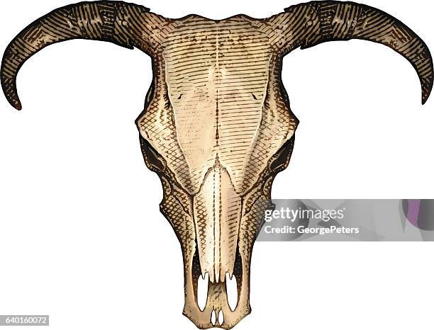 steer skull from the american southwest - american bison stock illustrations