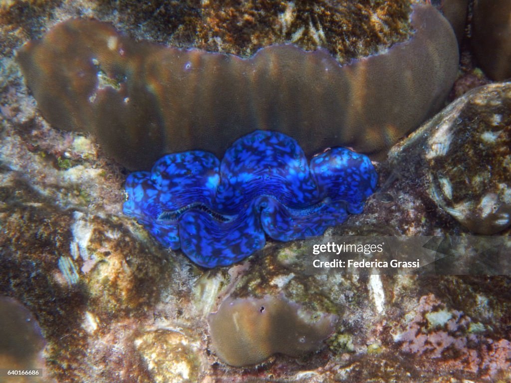 Blue Tridachna maxima (Small Giant Clam)