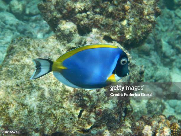 powderblue surgeonfish (acanthurus leucosternon) - blauer doktorfisch stock-fotos und bilder