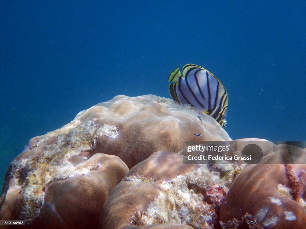 Pore Coral and Chaetodon Mayer (Mayer's Butterfly Fish)