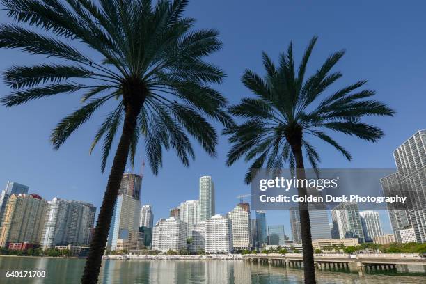 brickell palm trees - brickell miami stock pictures, royalty-free photos & images