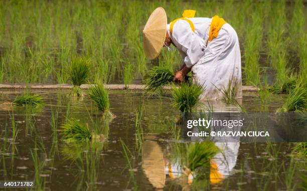 "otue" - rice planting ritual - straw hat stock pictures, royalty-free photos & images