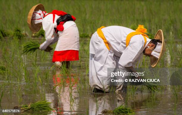 "otue" - rice planting ritual - straw hat stock pictures, royalty-free photos & images