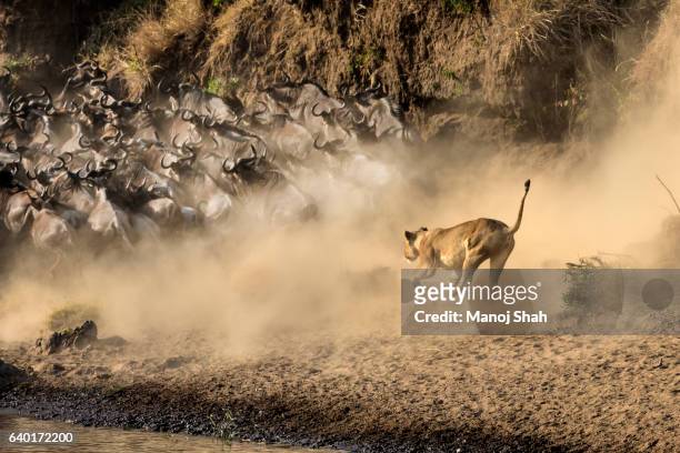 lion hunt - pride of lions stock pictures, royalty-free photos & images