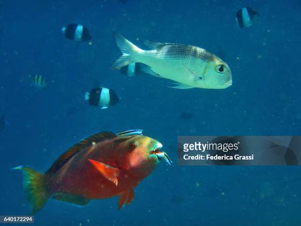 colorful tropical fish on maldivian lagoon - pyramid butterflyfish or hemitaurichthys polylepis stockfoto's en -beelden