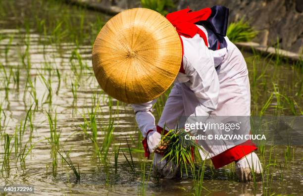 Visayan Rice Planting Ritual Otaue Photos and Premium High Res Pictures - Getty Images