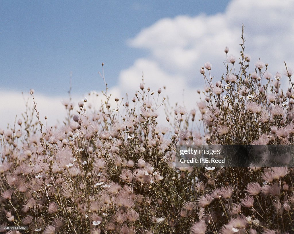 Wildflowers