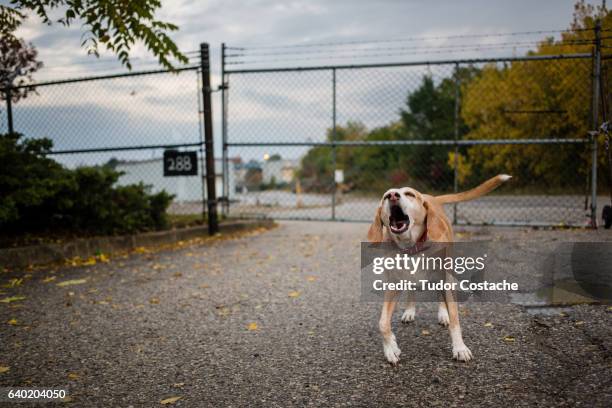 junkyard dog howls - ladrando fotografías e imágenes de stock