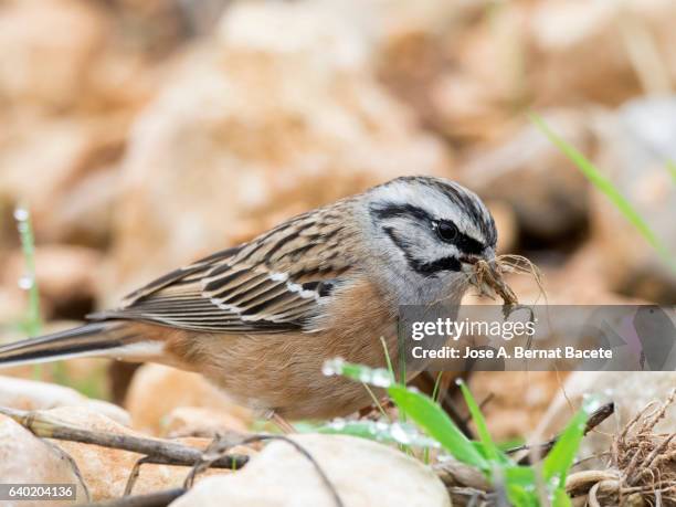 rock bunting (emberiza cia) male, the first plane of the bird with dry grasses bitten in the beak to construct his nest - mus stockfoto's en -beelden