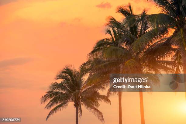 miami palms - tropical sunsets stock pictures, royalty-free photos & images