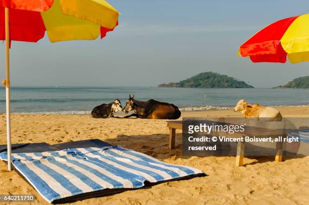 cows sunbathing - sand art in india stock-fotos und bilder