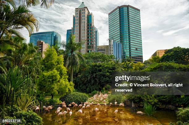 flamingo in kowloon park, hong kong, china - kowloon stock pictures, royalty-free photos & images