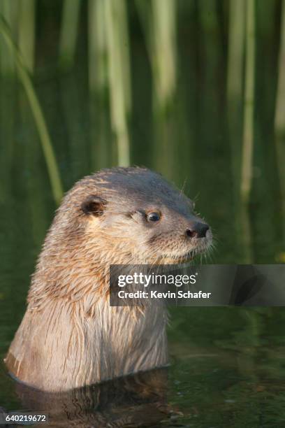 southern river otter (lontra provocax) critically endangered, chiloe island, chile - lontra photos et images de collection