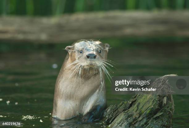 southern river otter (lontra provocax) critically endangered, chiloe island, chile - lontra stock pictures, royalty-free photos & images