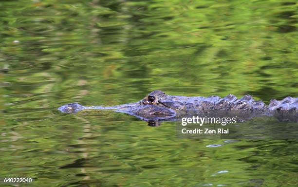 alligator - american alligator - alligator mississippiensis quietly glides on water - alligator mississippiensis stock pictures, royalty-free photos & images