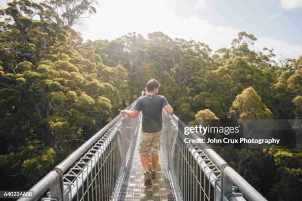 valley of the giants tourists - elevated walkway stock pictures, royalty-free photos & images