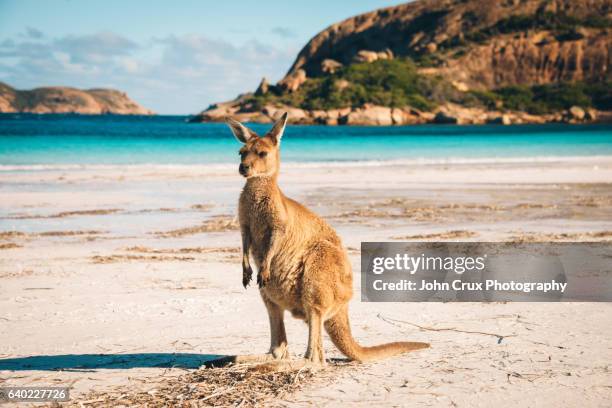 esperance beach kangaroo - kangaroo on beach foto e immagini stock