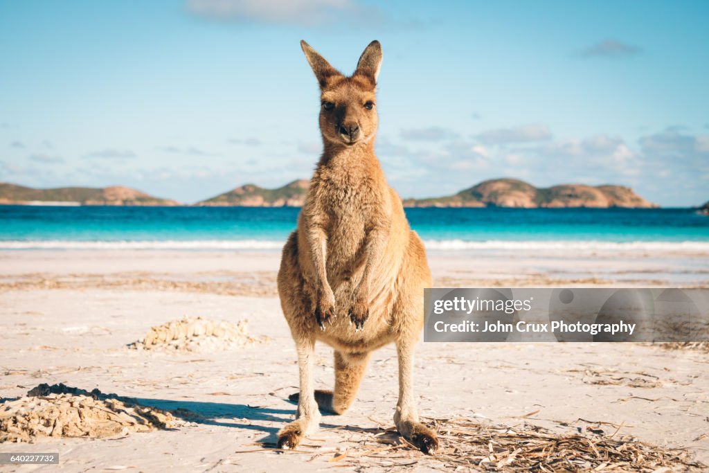 Australia beach Kangaroo