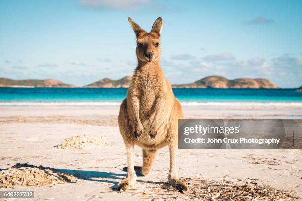 australia beach kangaroo - australian outback animals stock pictures, royalty-free photos & images