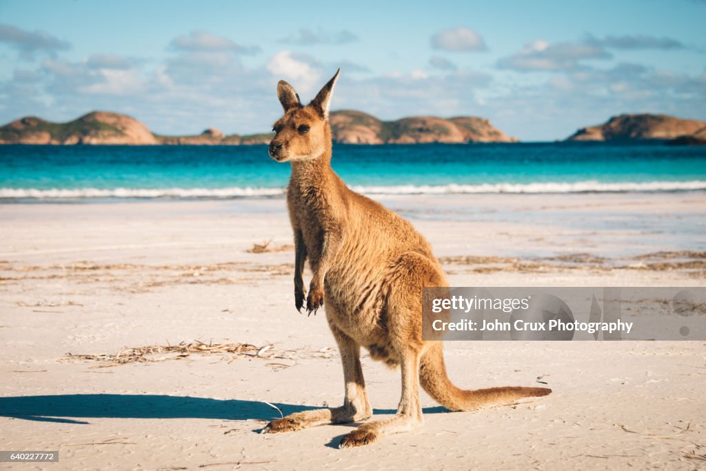 Lucky Bay Kangaroo in Esperance