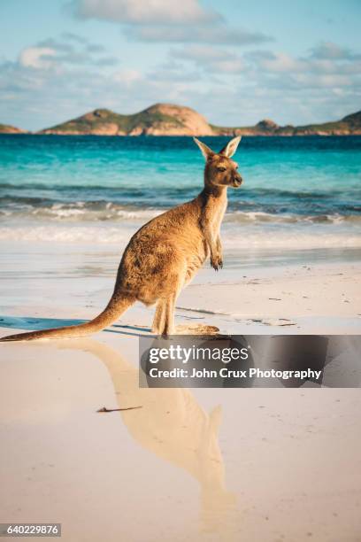 cape le grand national park kangaroo - kangaroo on beach bildbanksfoton och bilder