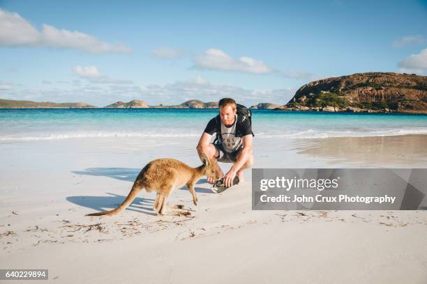 esperance kangaroo and tourist - bush baby stockfoto's en -beelden