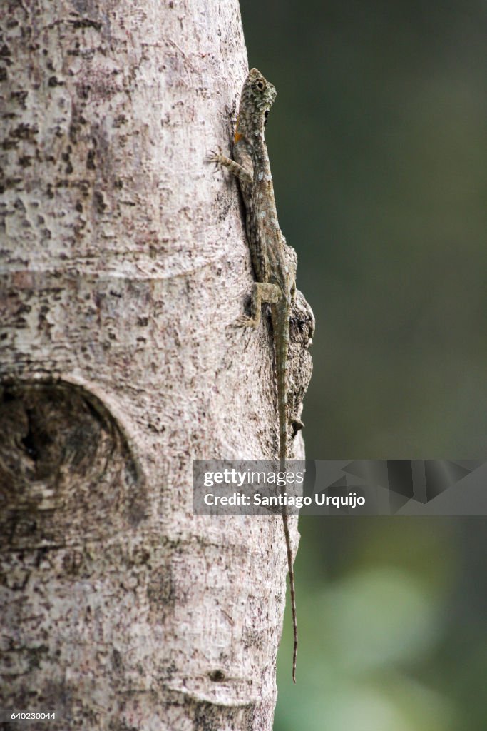 Common flying dragon (Draco volans)