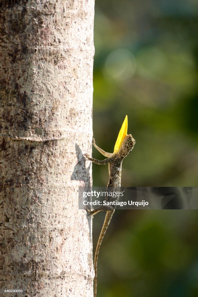 Common flying dragon (Draco volans)