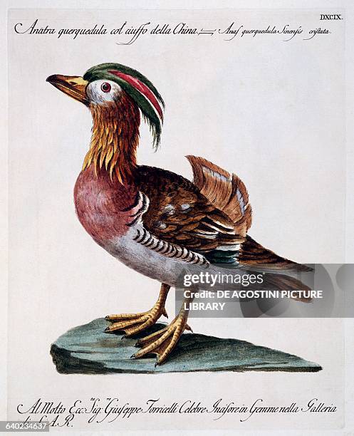 Chinese garganey , coloured etching by Lorenzo Lorenzi and Violante Vanni, from Natural history of birds, 1767-1776, by Saverio Manetti , Florence....