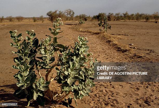 Sodom apple, Mudar, or Osher , Asclepiadaceae, Sahel, Mauritania.