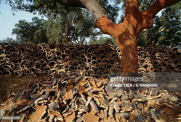 Cork oak and cork bark, Alentejo, Portugal.