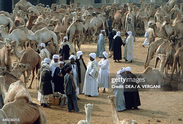 Camel In Cairo 335 Egyptian Camel Corps Stock Photos, High-Res Pictures, and Images ...