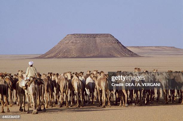 Camel caravan and camel driver along the Wadi Halfa-Daraw track between Egypt and Sudan, Eastern Sahara, Egypt.