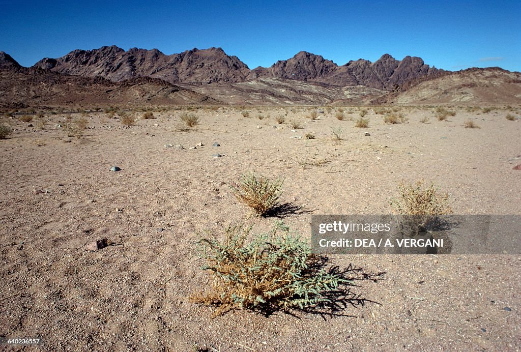 Desert landscape with shrubs, Sinai Desert...