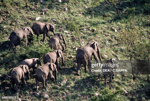 Elephants photographed during a balloon safaris, Masai Mara National Reserve, Kenya.