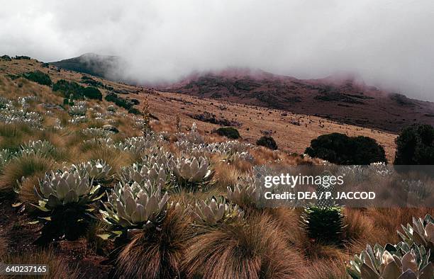 Giant Groundsels , Asteraceae, Kenya.