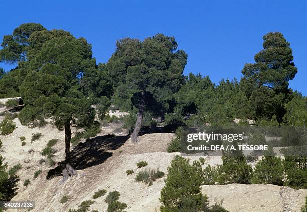Aleppo Pines , Pinaceae, near Tebessa, Algeria.