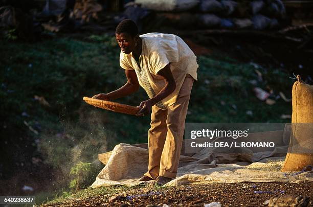 Seiving Rice 195 Sieving Rice Stock Photos, High-Res Pictures, and Images - Getty Images