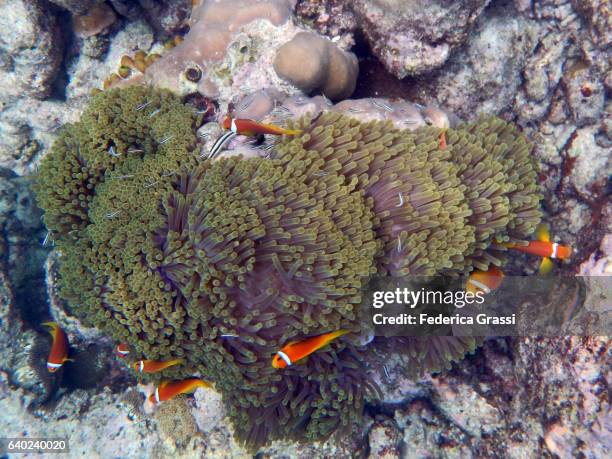 sea anemone with lots of clown fish - amphiprion akallopisos stock pictures, royalty-free photos & images