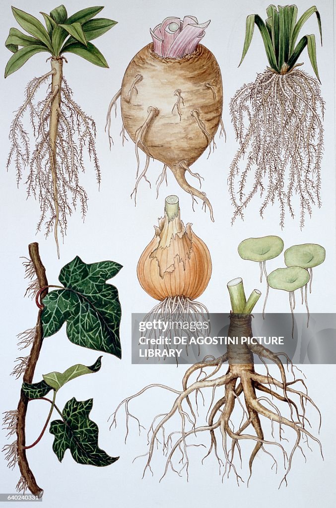 Shape For Roots Different types of roots, drawing. News Photo - Getty Images