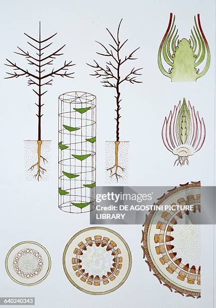 Roots Cross Section Drawing Photos and Premium High Res Pictures ...