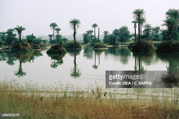 Wetland with palm trees, Casamance River basin, Senegal.