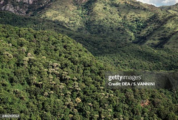 Rainforest, Kivu region, Democratic Republic of the Congo.